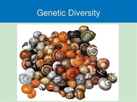 Ppt Biodiversity And Evolution Powerpoint Presentation Free Download