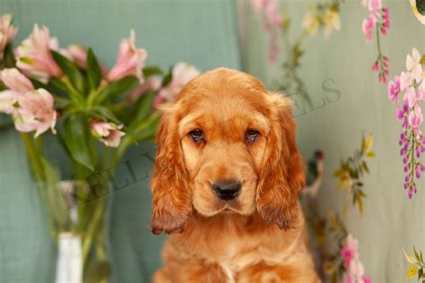 Cocker Spaniels Kellys Kennels