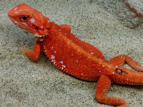 Red Hypomelanistic Translucent Central Bearded Dragon By Dragons Den