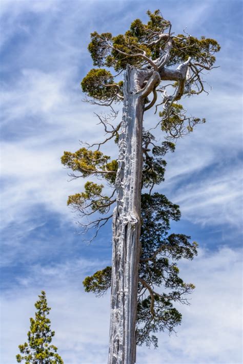 The Patagonian Cypress Fitzroya Cupressoides In Alerce Costero
