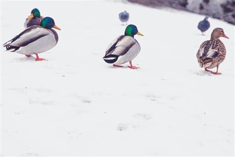 Free Photo Ducks On The Snow