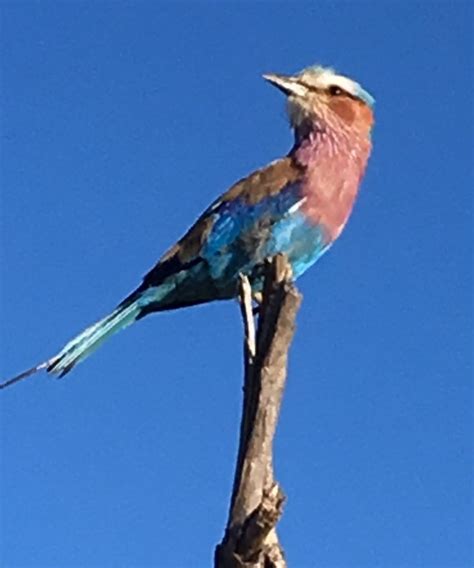 Pin By Beverley Drury On Lilac Breasted Roller Lilac Breasted Roller