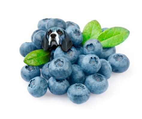 Create Meme Blueberries And Blueberries Blueberries Or Blueberries Blueberries Pictures