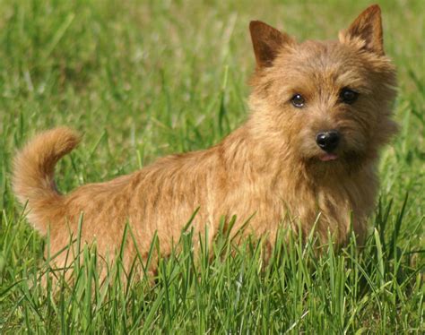 He delights his guardian as a. Norwich Terrier - Raças de cães | Mascote