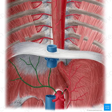 Inferior Phrenic Artery Anatomy And Function Kenhub