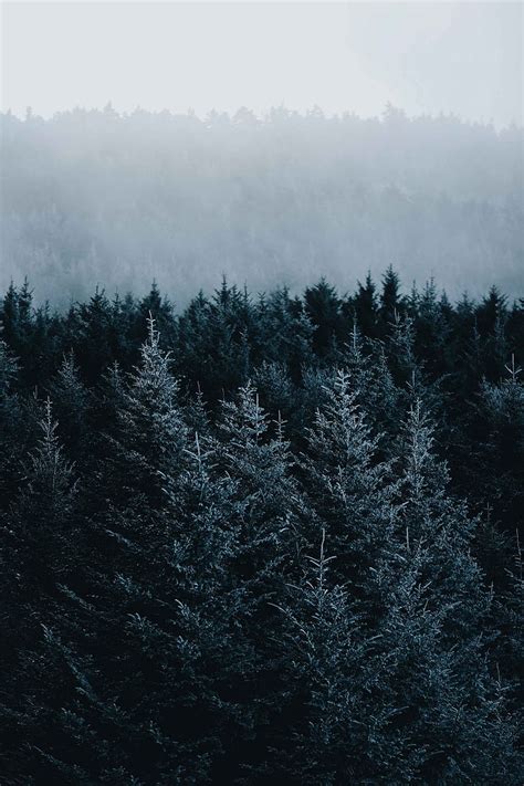 4k Free Download Spruce Trees Fog Forest Hd Phone Wallpaper Peakpx