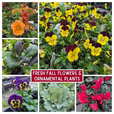 🍎🏵️🥦 Octobers Garden Treasures Are Here Fall Flowers Vegetables