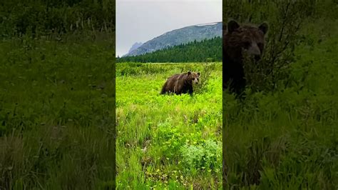 Glacier National Park Bear Sighting 4 Very Close Encounter From A