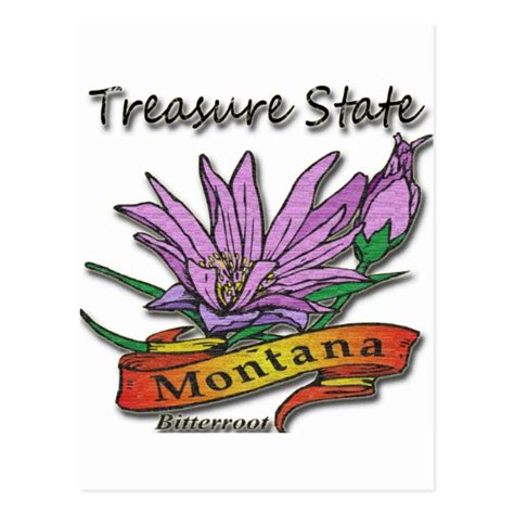 Montana Treasure State Bitterroot Postcard Zazzleca