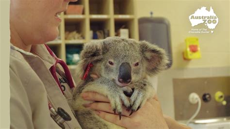 Australia Zoo Wildlife Hospital Vaccinate Koalas Wildlife Warriors