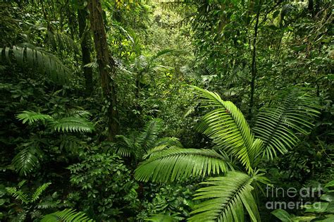 Dense Tropical Rain Forest Photograph By Matt Tilghman