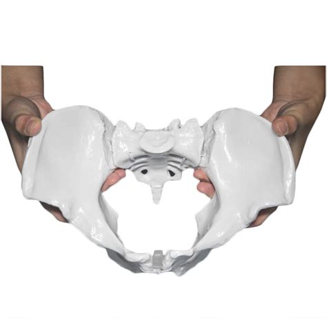 Buy Pelvic Model Medicine Female Pelvic Skeleton Anatomical Model
