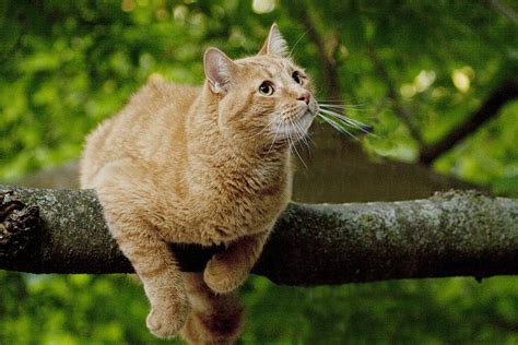 Cat Hanging On A Limb Photograph By Randall Nyhof Fine Art America