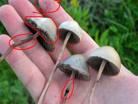 Is This A Psilocybe Panaeolus Mushroom Hunting And Identification
