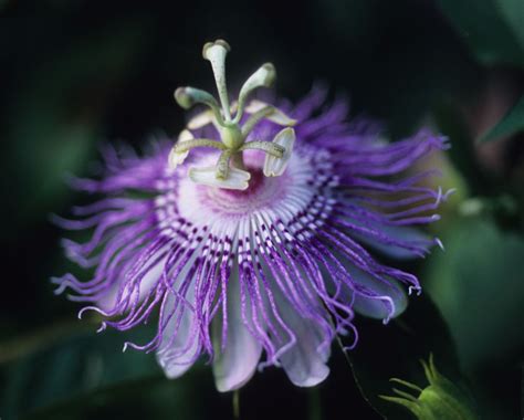 The Passion Flower And The Secret Jews