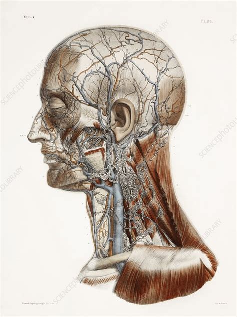 Head And Neck Anatomy Historical Artwork Stock Image C0098073