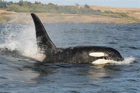 After Whale Goes Missing Endangered Orca Population Drops To 30 Year