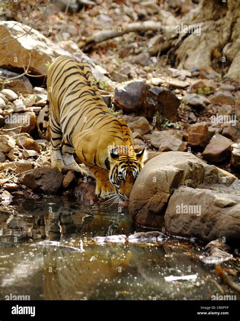 Royal Bengal Tiger Drinking Water Stock Photo Alamy