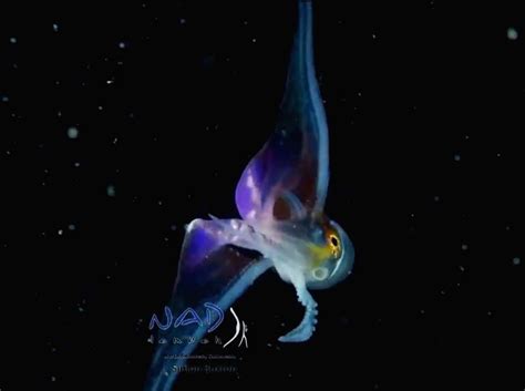 Credits to joseph elayani via caters news. Rainbow-coloured 'Blanket Octopus' impresses netizens