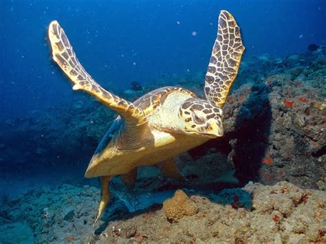 They are the only surviving species in the genus eretmochelys. Top 10 Endangered Species in the Philippines