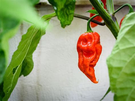 Ghost Pepper Plant Tips For Growing Ghost Peppers