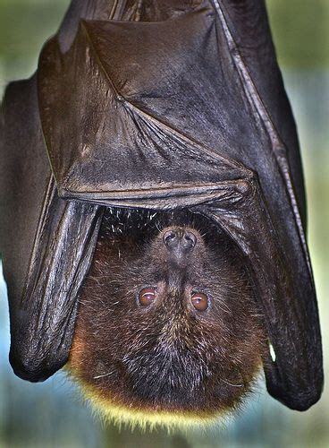 Up To Bat San Diego Zoo Safari Park Fruit Bat Animals United