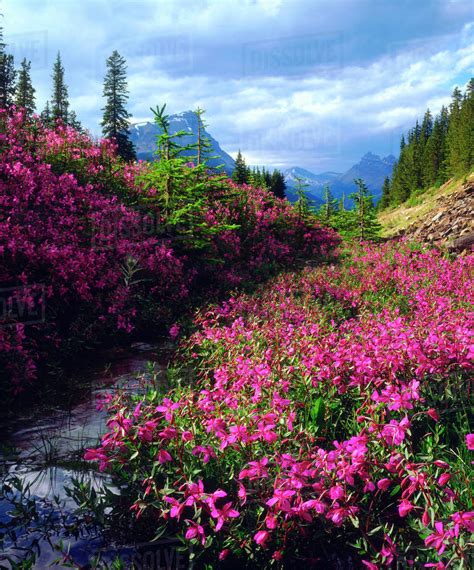 Wildflowers In Banff National Park Alberta Canada Stock Photo