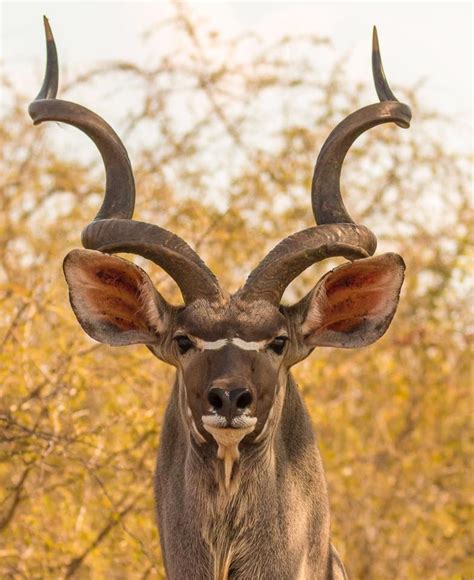 Kudu Bull Martin Brasg With Images Animals Wild African Wildlife