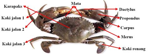 We did not find results for: Love is study: KEPITING BAKAU