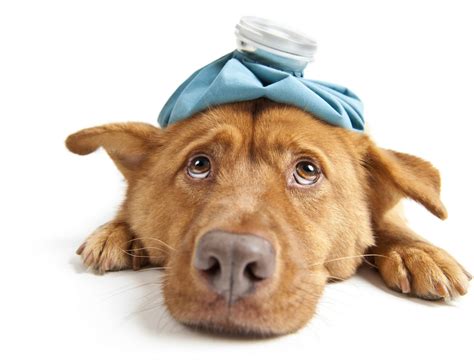 Sick Dog Vet In St Charles Loyal Companions Animal Hospital Pet Resort