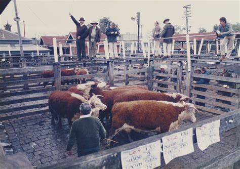 Digital Photograph Cattle Sale Newmarket Saleyards Newmarket 1987