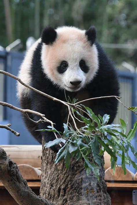 Pin By Diego Espinosa On Aniales Panda Panda Bear Giant Panda