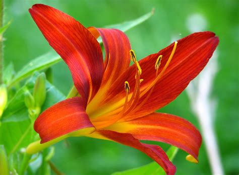 What is the meaning of red? Lily Meaning and Symbolism of the Lily on Whats-Your-Sign