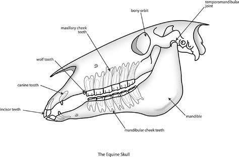 Equine Skull Anatomy, interesting facts. - Texas Equine Dentistry Blog