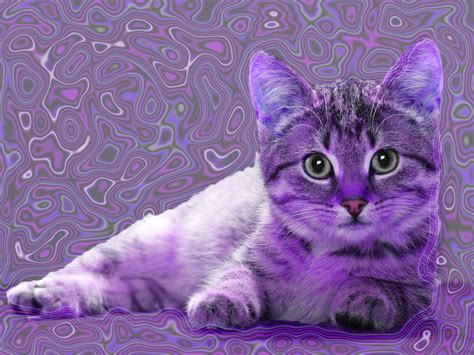 Cute Purple Kitten By Ashleyprincess201454 On Deviantart