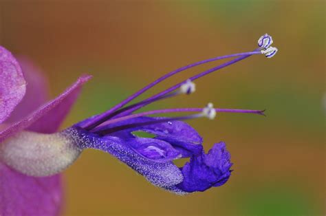 Maybe you would like to learn more about one of these? Wildflowers of the Kruger National Park add color ...