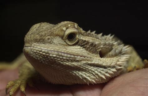 Reptiles & Exotic Pet Information