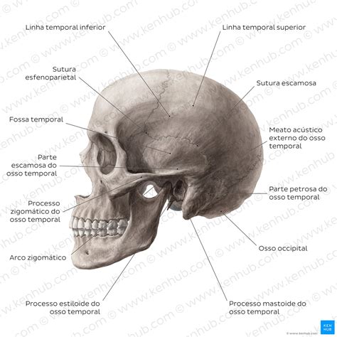 Crânio Humano Anatomia Estrutura E Ossos Kenhub