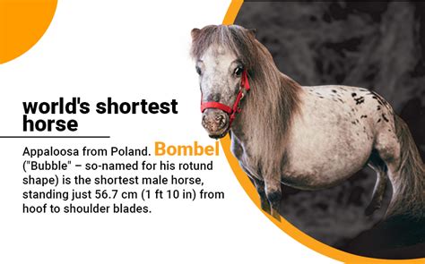 Shortest Horse In The World Kalams World Records