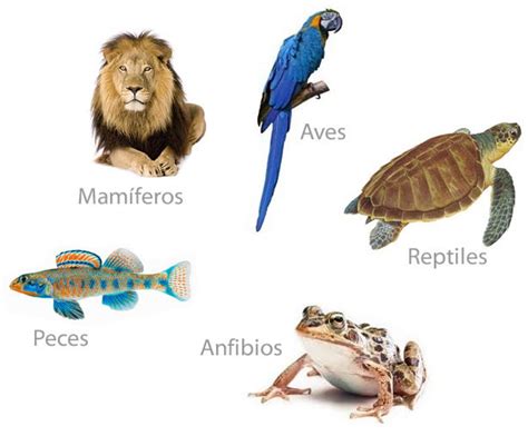 Tipos De Animales