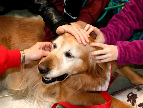 Tips To Become A Therapy Dog Trainer The Modern Dog Trainer