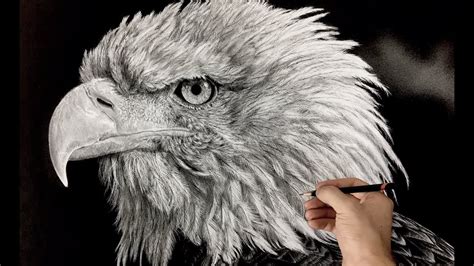 Hyperrealistic Bald Eagle Drawing Time Lapse Youtube