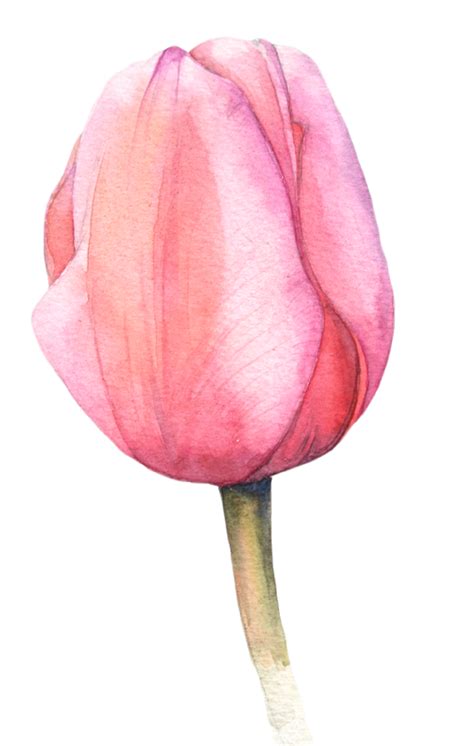 Watercolor tulips | Watercolor tulips, Watercolor flowers paintings, Tulip drawing