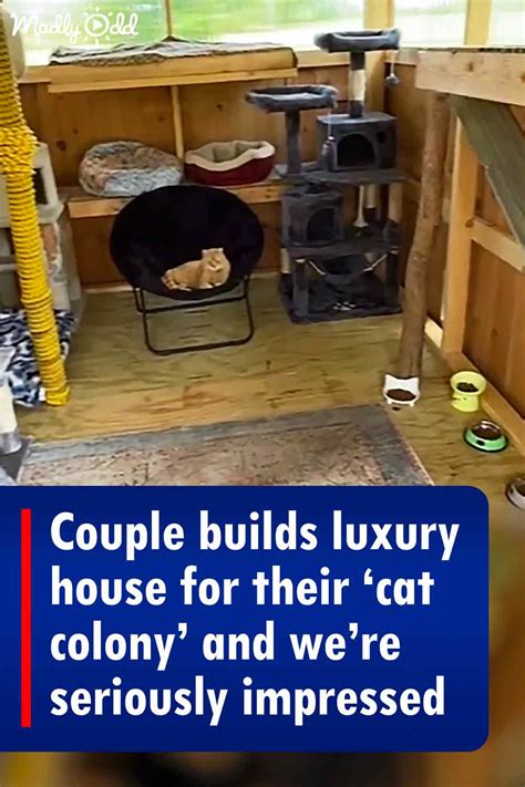 Couple Builds Luxury House For Their ‘cat Colony And Were Seriously