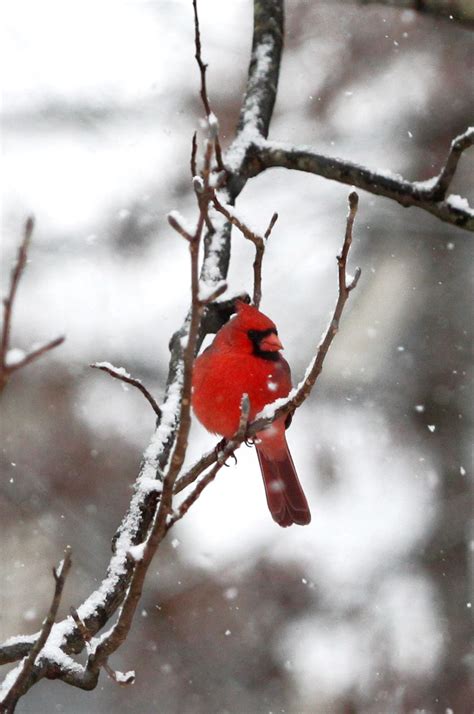 Cardinal On A Snowy Branch Taken By My Dear Friend Emmi In Her
