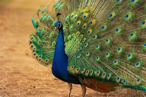 Male Vs Female Peacocks Vet Approved Differences With Pictures Pet