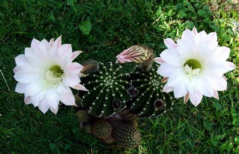 Echinopsis Eyriesii A Photo On Flickriver