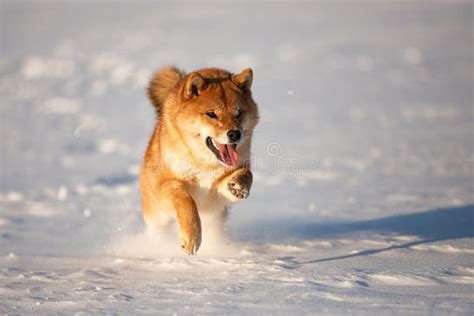 Cute And Happy Shiba Inu Puppy Running On The Snow In The Winter Field