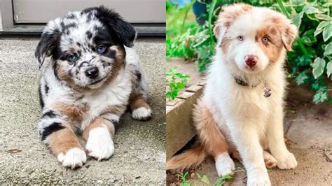 Australian Shepherd Dog Colors A Complete List Of All 15 Recognized