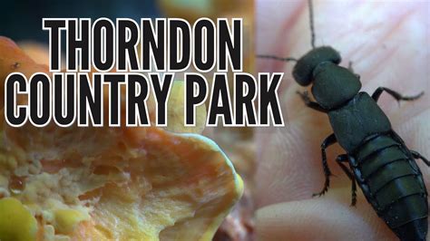Thorndon Country Park Fungi And Beetles Essex Wildlife Youtube